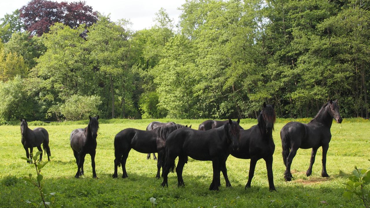 Masterclass beschutting dieren