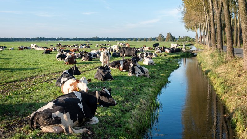 Masterclass beschutting dieren