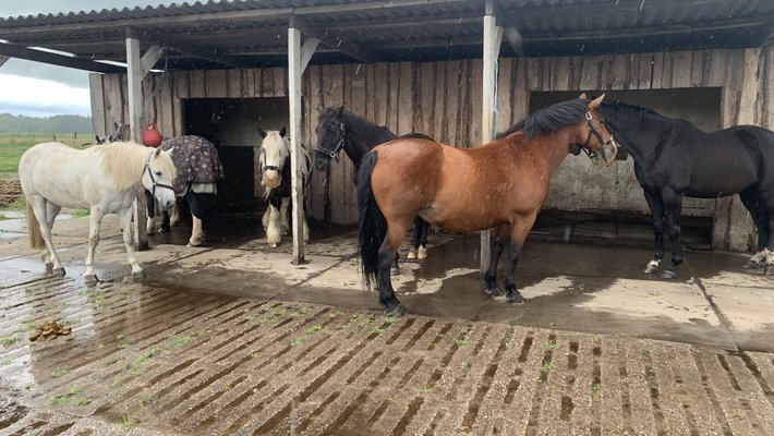 Masterclass beschutting dieren
