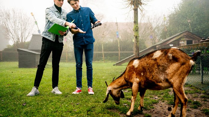 HVHL Diermanagement studenten bestuderen gedrag van een geit