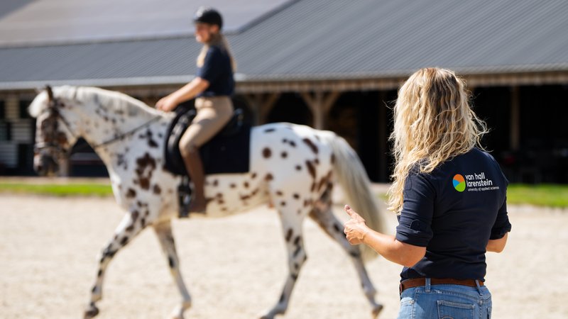 Beweging paard