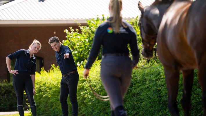 Beweging paard