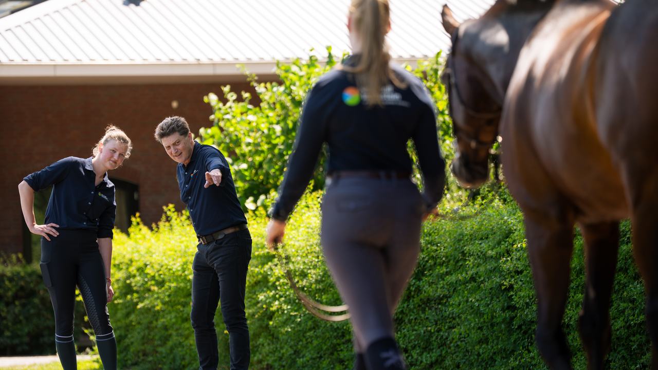Beweging paard