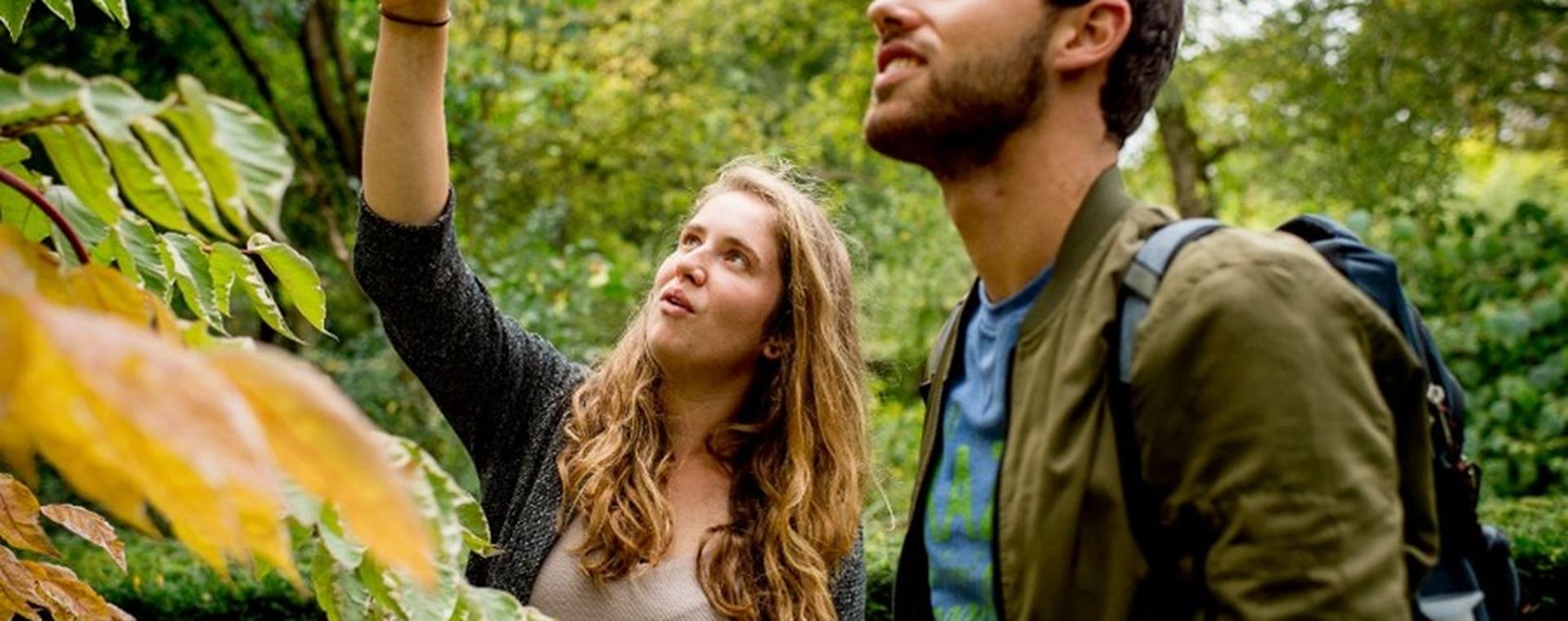 studenten bekijken boom