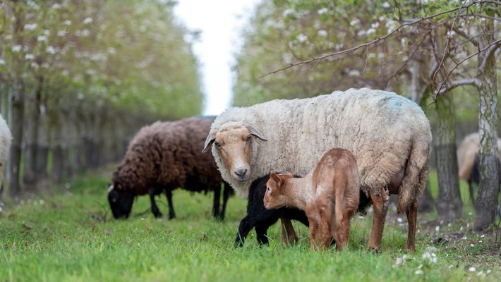 Masterclass beschutting dieren