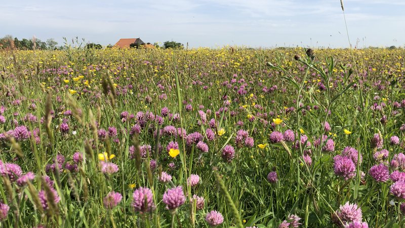 kruidenrijk grasland