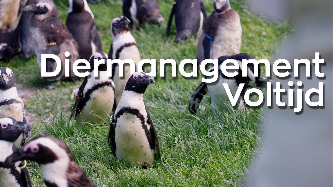 Dieren in de video over diermanagement