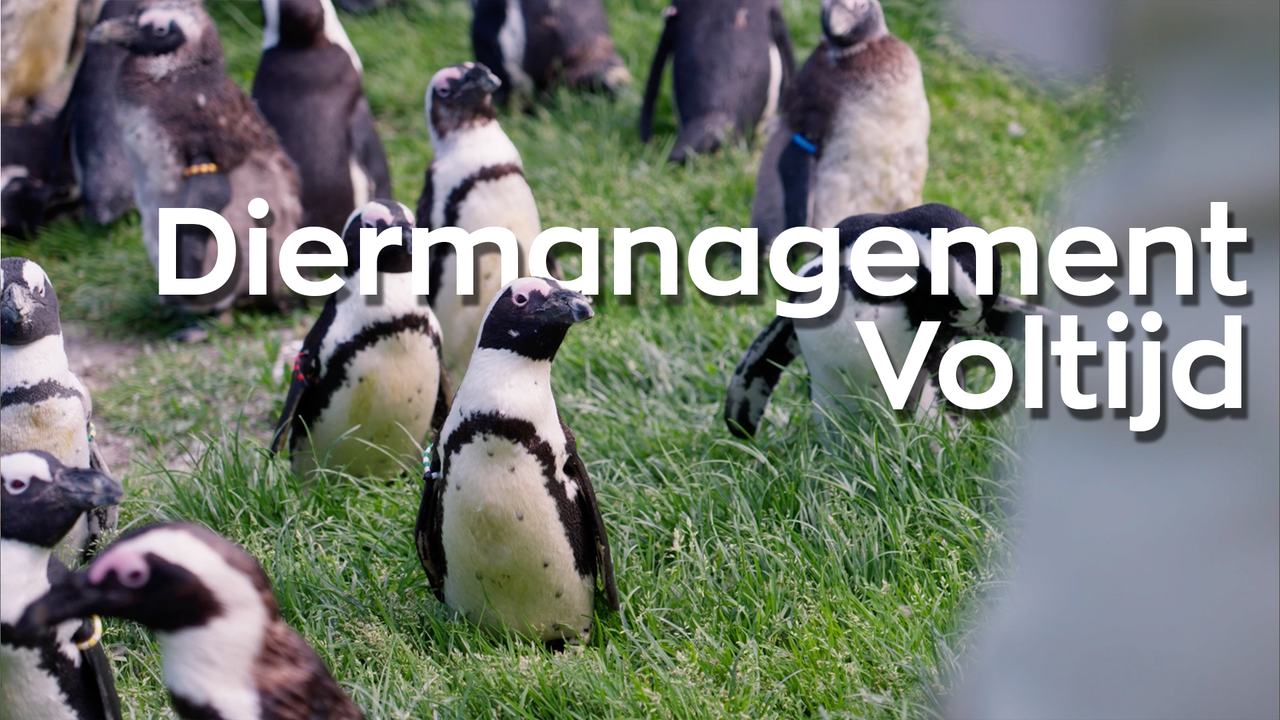 Dieren in de video over diermanagement