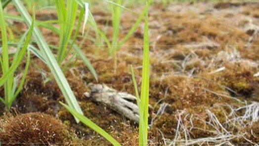 Close-up van het onkruid knolcyperus