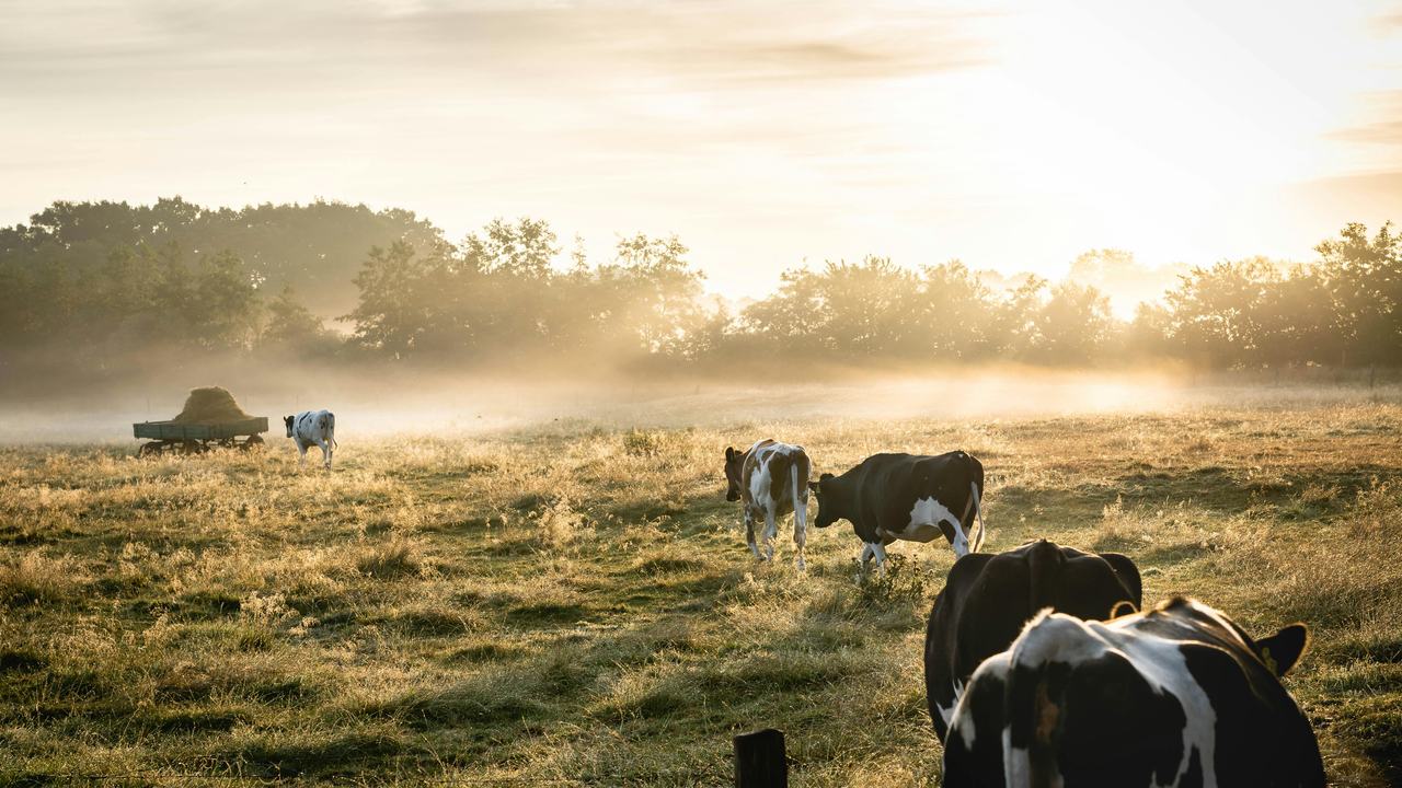 Koeien lopen de zonneschijn tegemoet in een weiland