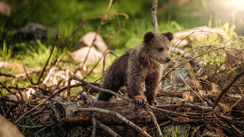 Berenwelp op ontdekkingstocht in het wilde bos