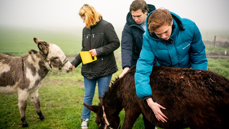 Stduenten en onderzoekers bestduderen dieren op een kinderboerderij
