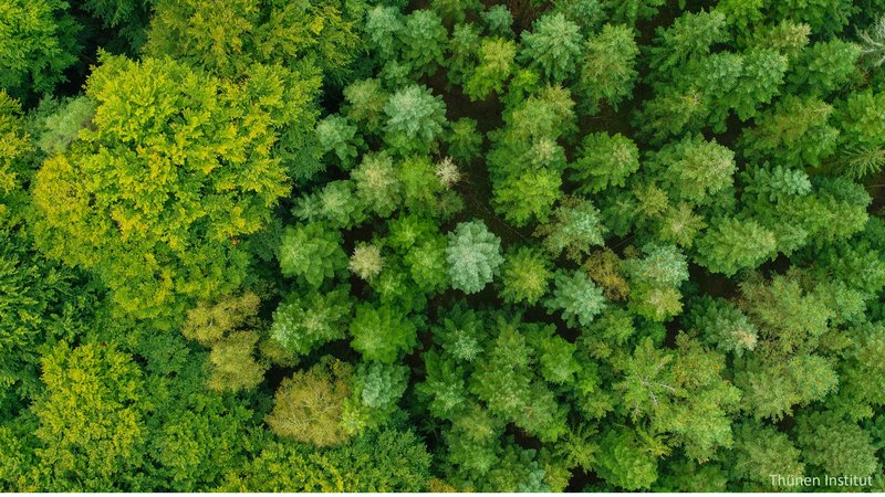 Bovenaanzicht van een bos, gefotografeerd met een drone