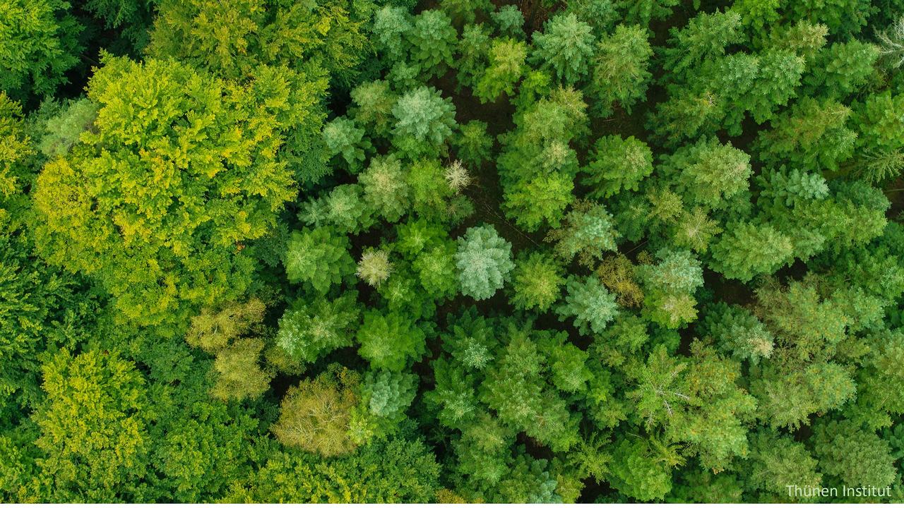 Bovenaanzicht van een bos, gefotografeerd met een drone