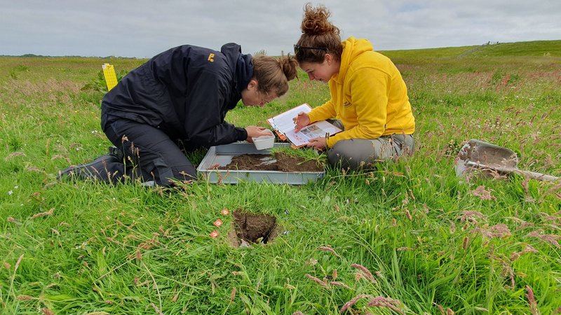 Onderzoekers nemen monsters van verzilte grond op Terschelling.