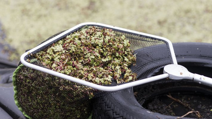 Een schepnet met vers gekweekte waterlinzen op een boerderij