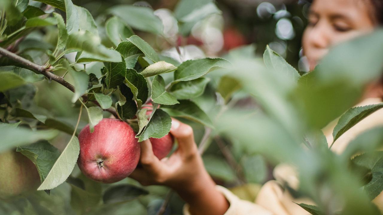 Appels worden geplukt in agrobos