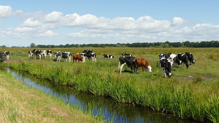 hvhl koeien in weiland met sloot