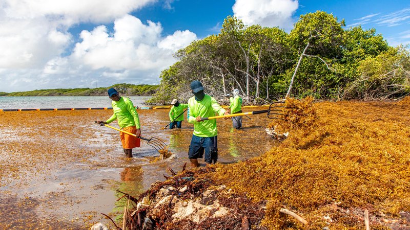 Mannen maken een natuurgebied schoon op de Cariben