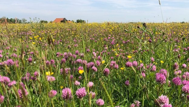 Kruidenrijk grasland met paarse bloemen