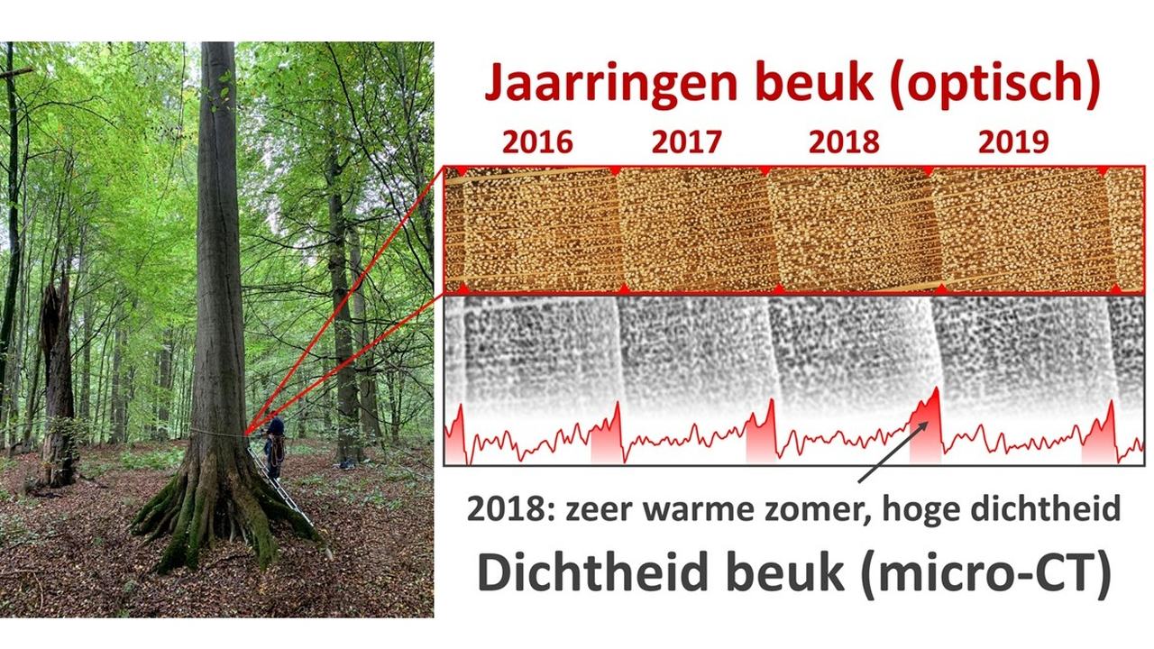 onderzoek beuken 2