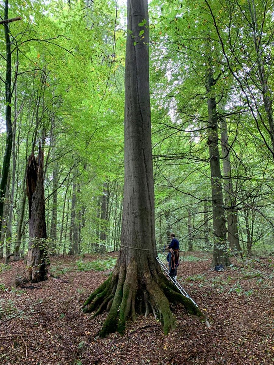 onderzoek beuken zonienwoud