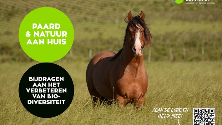 Poster met bruin paard in een weide met hoog gras