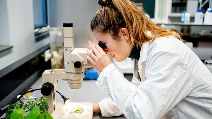 Student bekijkt een kruiden sample onder een microscoop