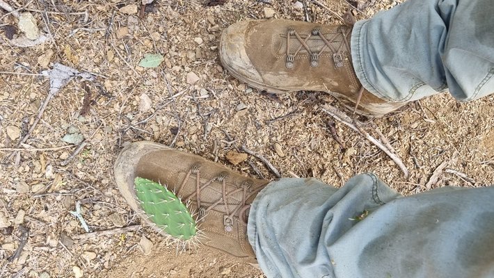 bladcactussen maken het veldwerk soms pijnlijk