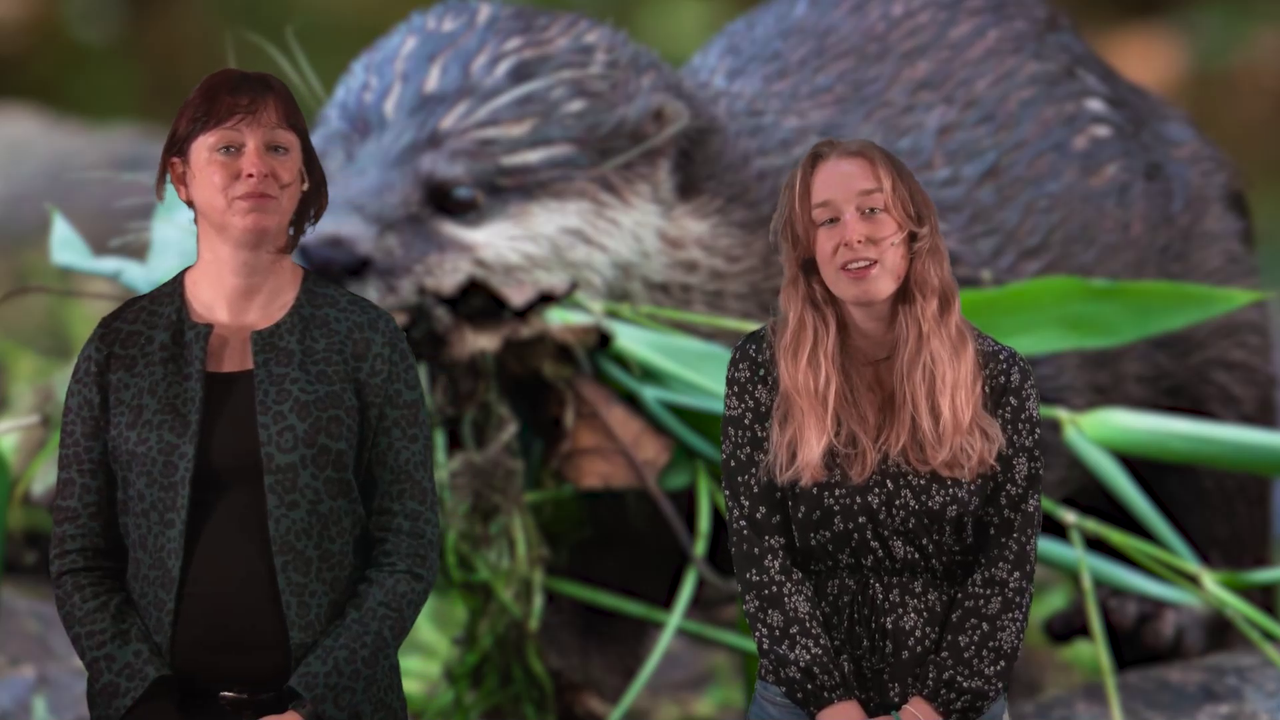 Studiewijzer video Diermanagement thumb