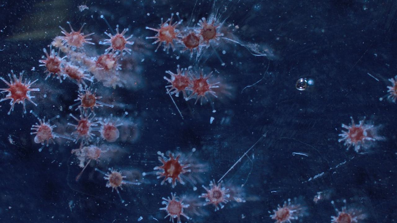 14. Diadema juveniles - Tom Wijers