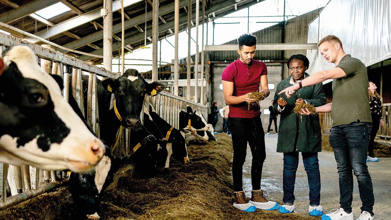 BAB stal