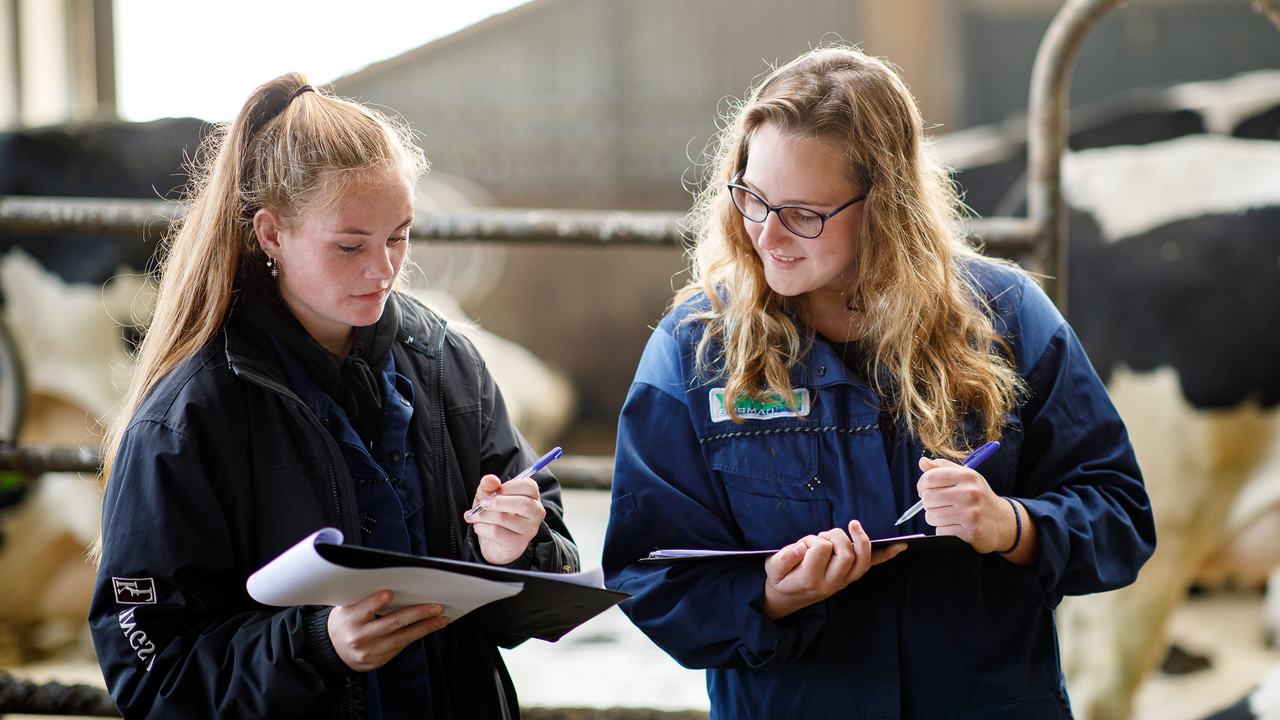 HVHL studenten Dier- en Veehouderij bestuderen veevoer in koeienstal