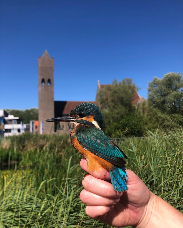 IJsvogel