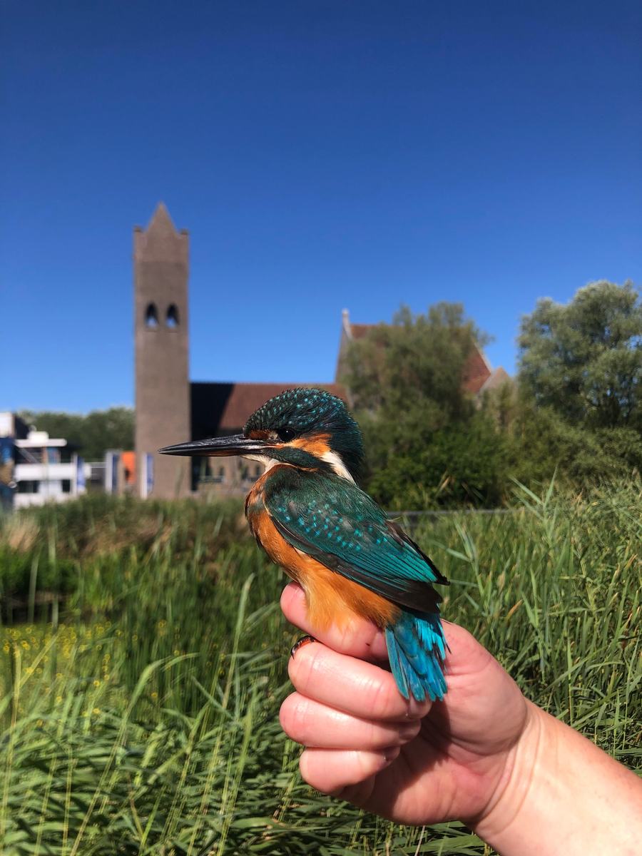 IJsvogel