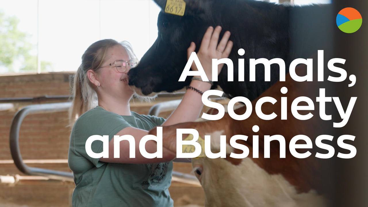 Meisje bij een koe in de video van Animals, Society and Business