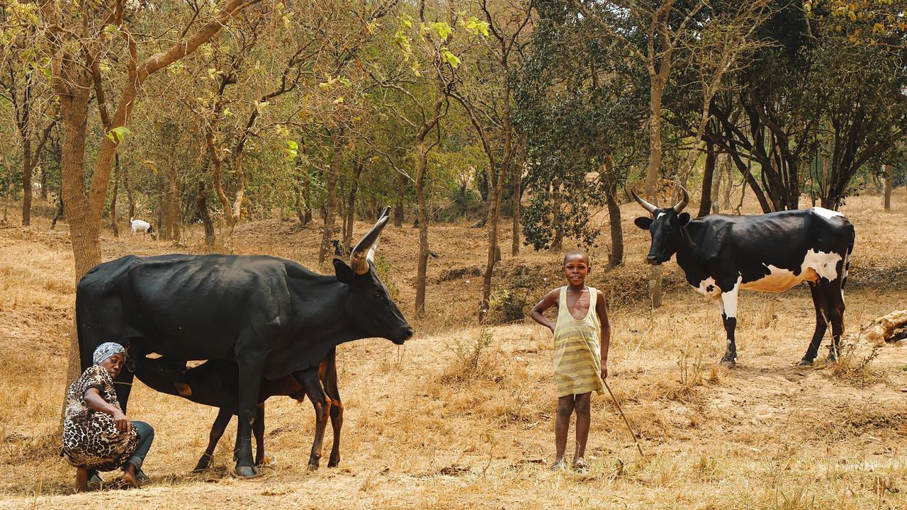 Koeien in Afrika met boeren gezin