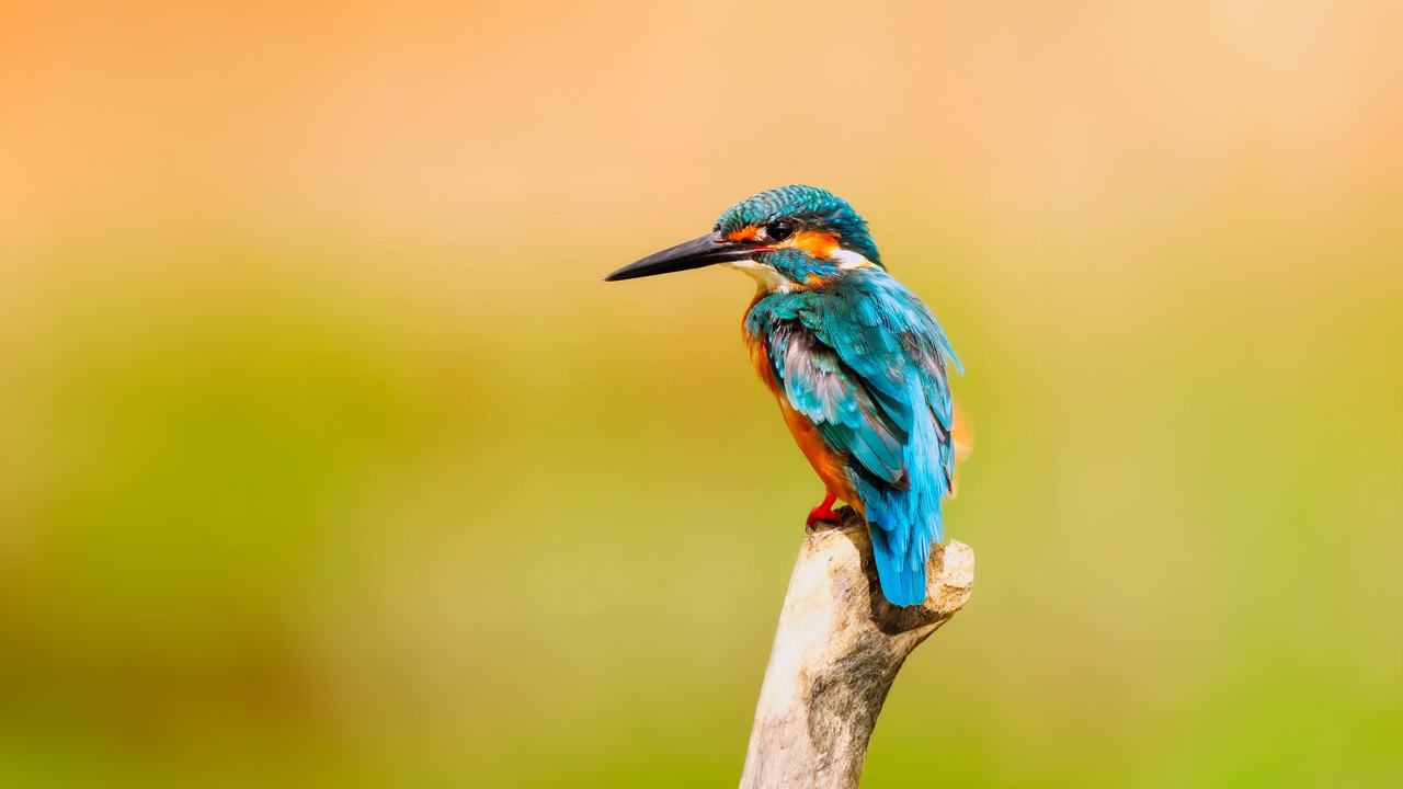 ijsvogel 2 groot