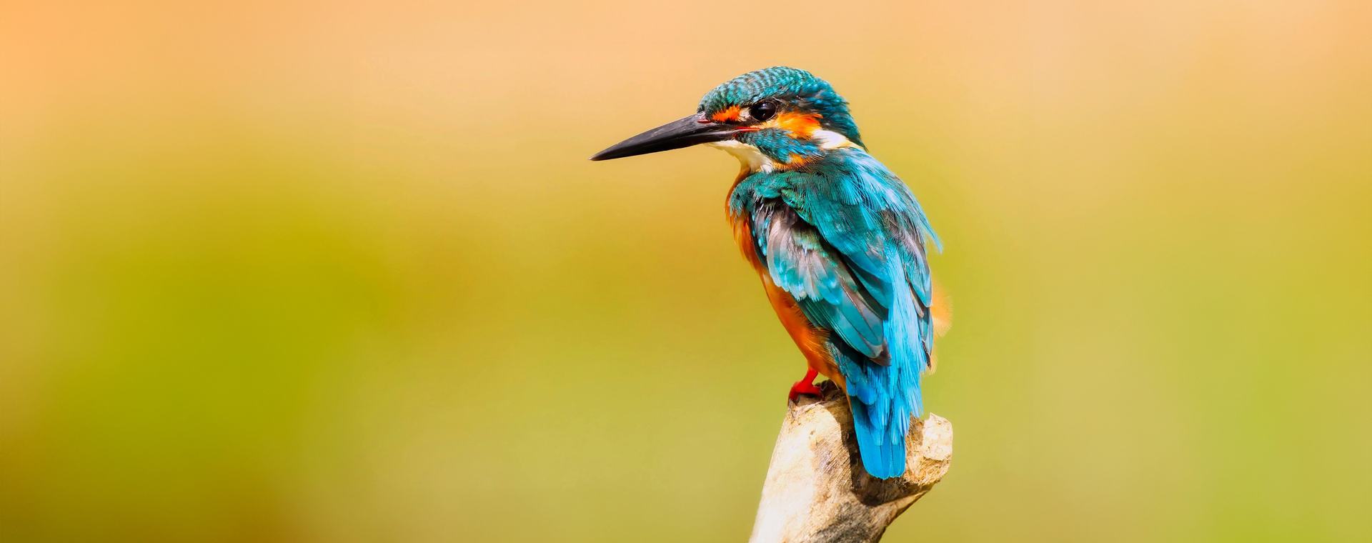 ijsvogel 2 groot