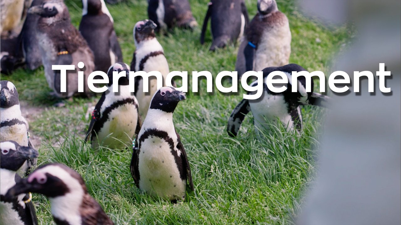 VHL video Tiermanagement
