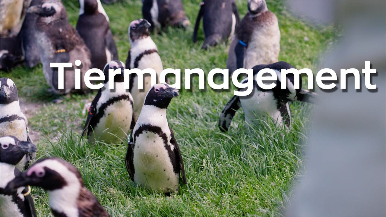 VHL video Tiermanagement
