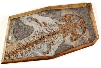 De zondvloedmens, collectie Teylers Museum