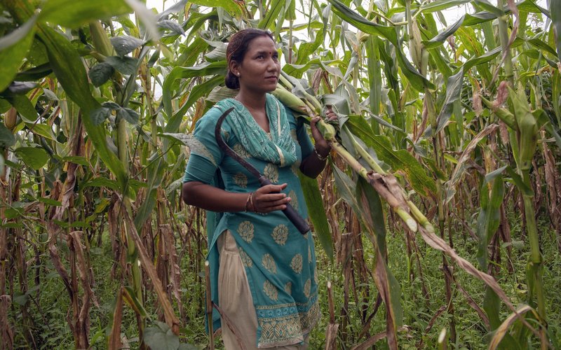 Woman cutting crops