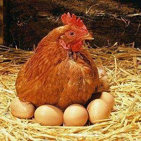 Chicken 2