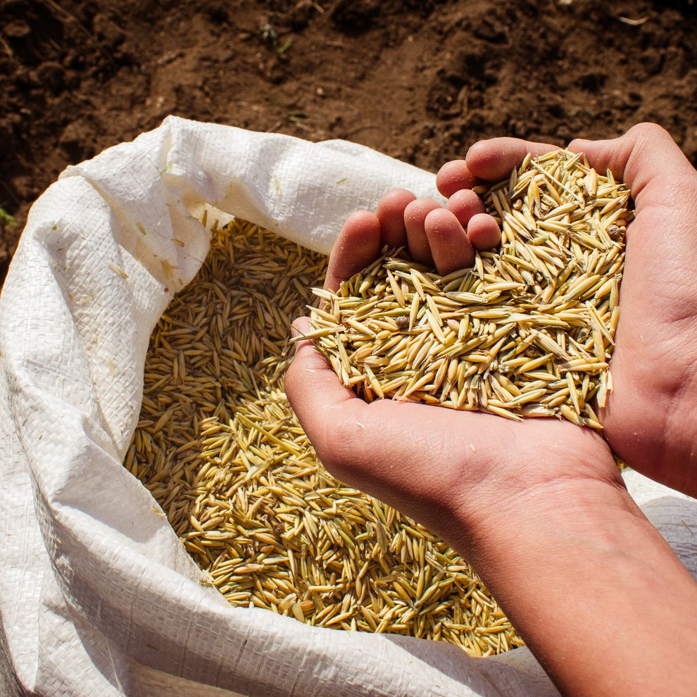 Many hands make better seeds