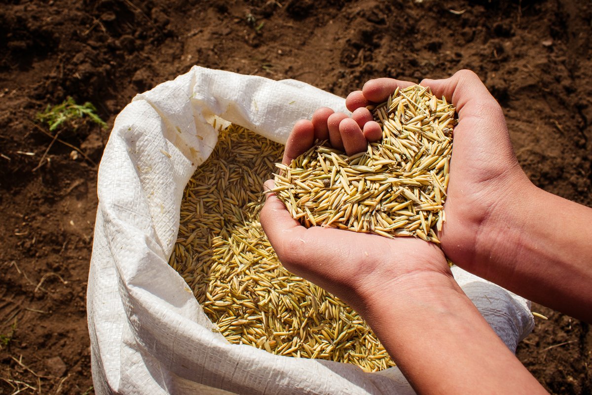 Many hands make better seeds