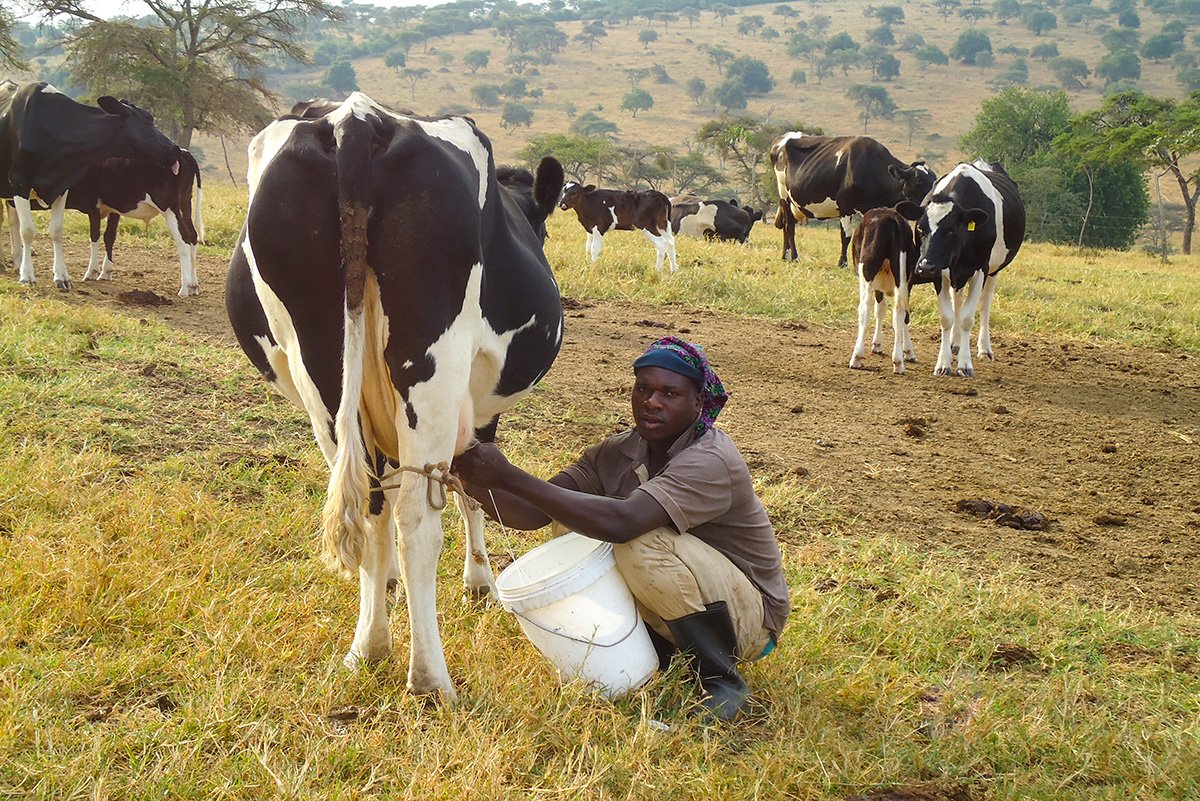 NEADAP milking cow outside