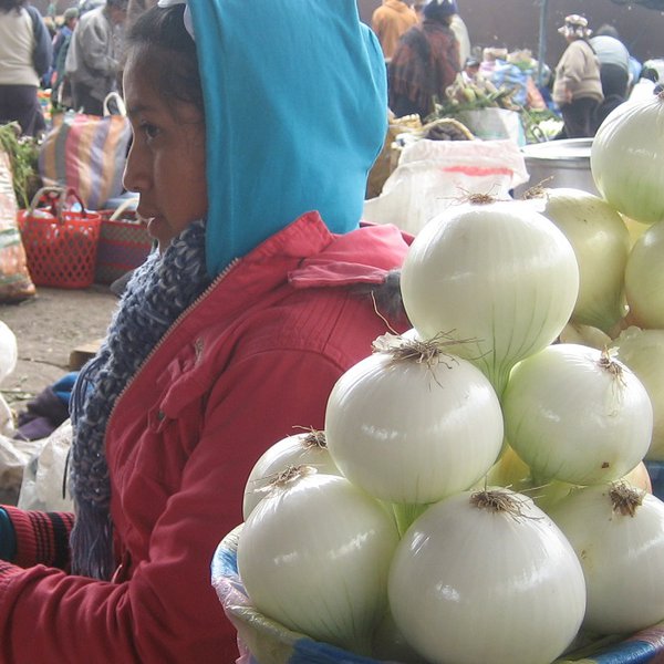 Global webinars to share best practice and enhance impact in horticulture sector