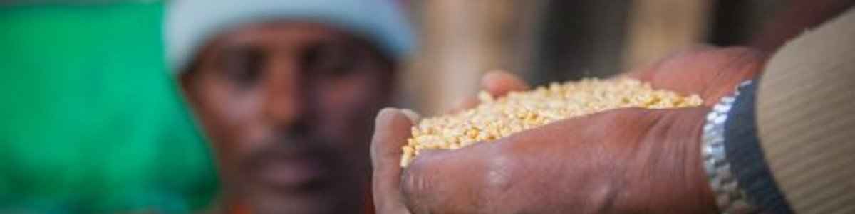 The effects of COVID-19 on food systems: rapid assessments