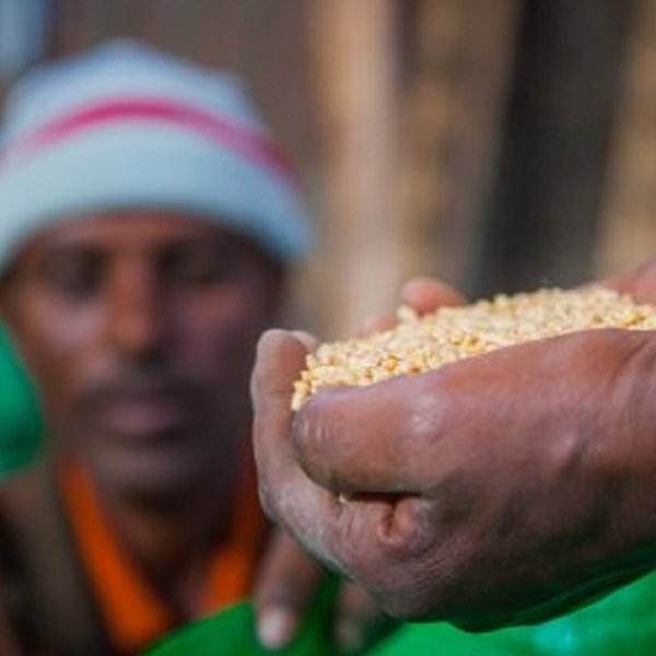 The effects of COVID-19 on food systems: rapid assessments